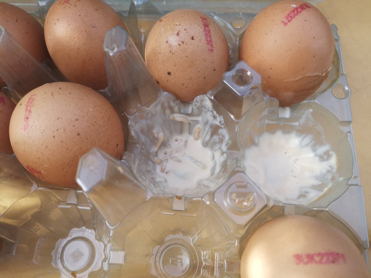 KirstyWarner's tweet photo. #Foodwaste: All for getting rid of #useby dates, but think we should still have a #bestby. Had lots of bread, fruit & veg etc that looks fine on the outside then cut into them & it's #spoilt. Recently it's been eggs, in date, but blown in the boxes & obviously #rotten. https://t.co/5pfqkuooOp
