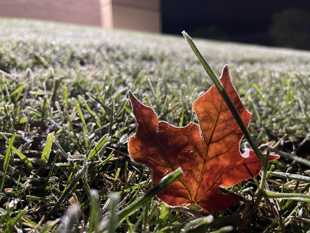This leaf says it all, we have officially reached 31.4° at the office.

It's been 154 days since we were last below 32° in Chanhassen (April 27, 2022). Today also marks the first time since 2014 in which we've seen a September freeze! 

#MNwx #WIwx