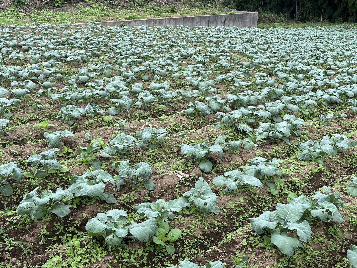 kuri_icc's tweet photo. 先日樫村ふぁーむさんの農園を見学させていただきました!野菜を無農薬そして化学肥料を使わずに農業を行っている貴重な農園を実際に見学させていただき、非常に貴重な体験をさせて頂きました!忙しい中、快く受け入れて下さり本当にありがとうございました!
#ixh #樫村ふぁーむ #茨城キリスト教 https://t.co/VpdSwdIHzl