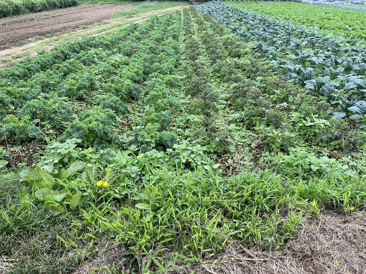 kuri_icc's tweet photo. 先日樫村ふぁーむさんの農園を見学させていただきました!野菜を無農薬そして化学肥料を使わずに農業を行っている貴重な農園を実際に見学させていただき、非常に貴重な体験をさせて頂きました!忙しい中、快く受け入れて下さり本当にありがとうございました!
#ixh #樫村ふぁーむ #茨城キリスト教 https://t.co/VpdSwdIHzl