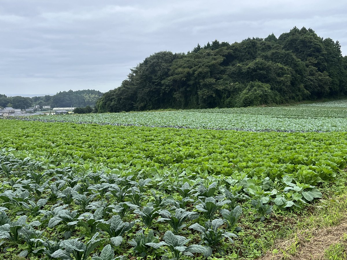 kuri_icc's tweet photo. 先日樫村ふぁーむさんの農園を見学させていただきました!野菜を無農薬そして化学肥料を使わずに農業を行っている貴重な農園を実際に見学させていただき、非常に貴重な体験をさせて頂きました!忙しい中、快く受け入れて下さり本当にありがとうございました!
#ixh #樫村ふぁーむ #茨城キリスト教 https://t.co/VpdSwdIHzl