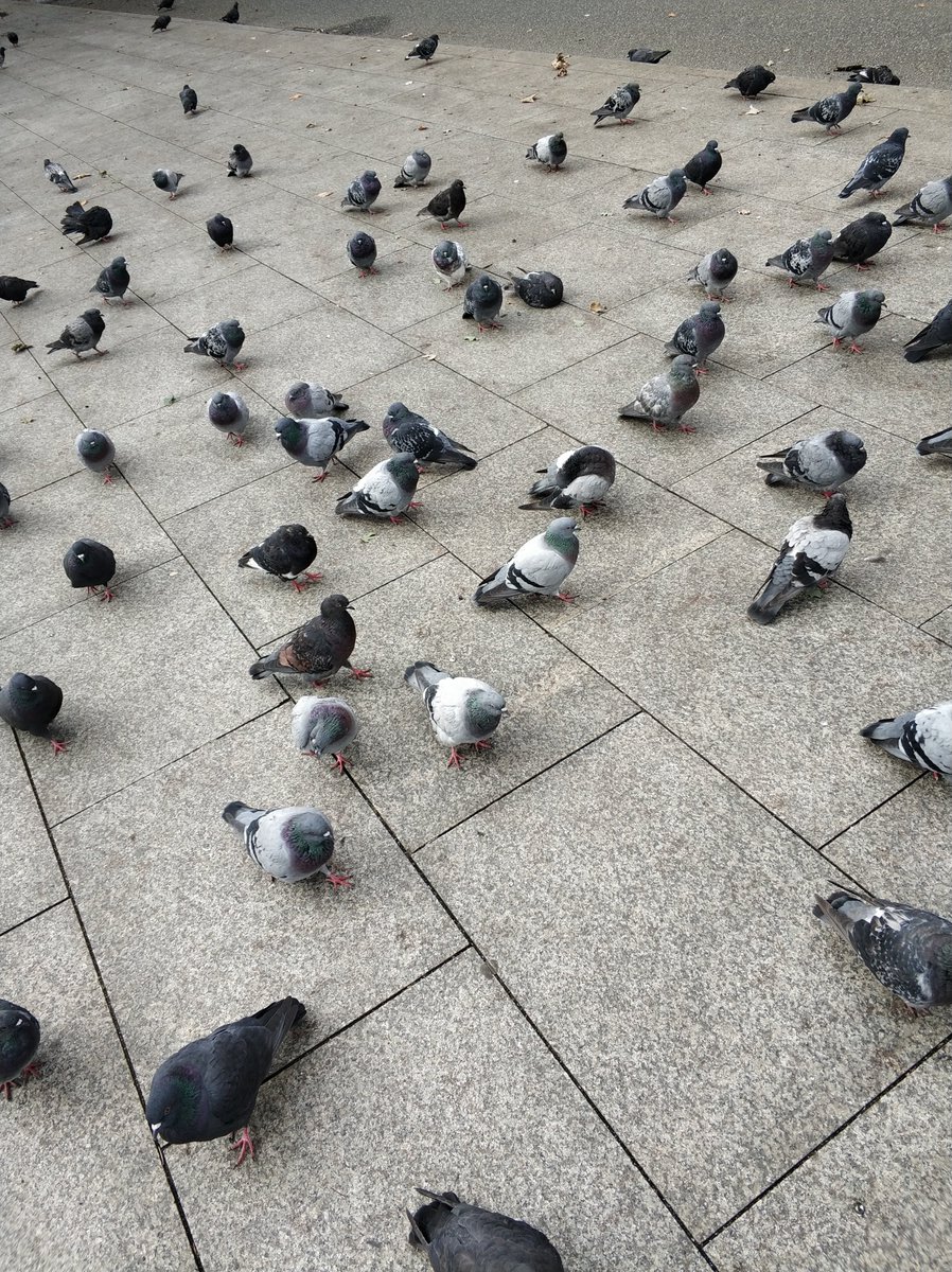 realAwiola's tweet photo. A bit more than a month till #birdjam starts. Time to spend some time with birdies just like me :D

#vnlink #indiedevhour #gamejam #gamejams https://t.co/nXdeMlsbWB