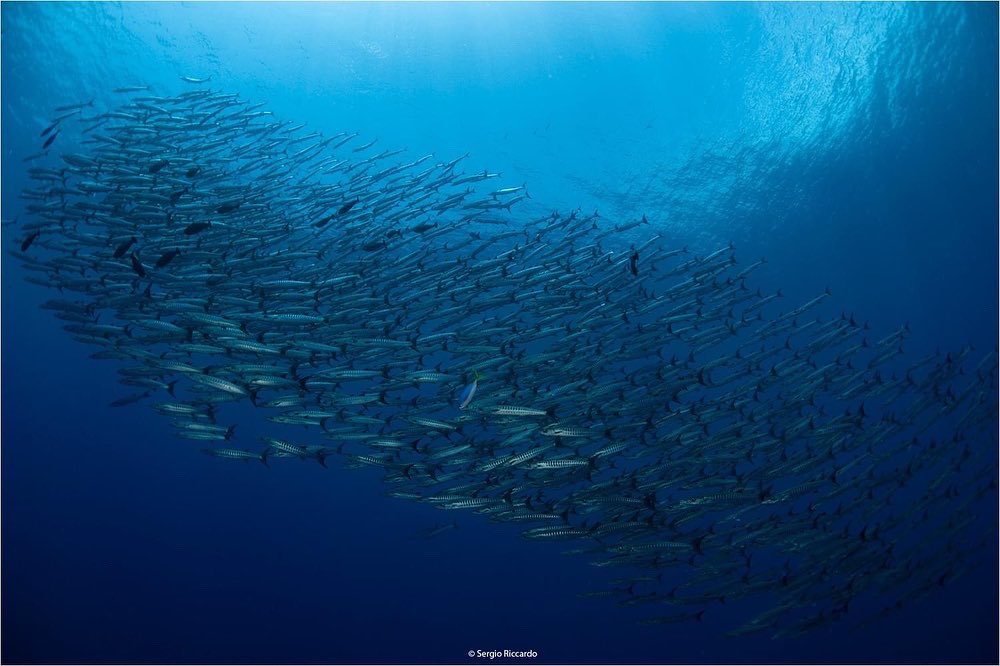 Beautiful images by Sergio Riccardo from his recent trip on MV FeBrina.