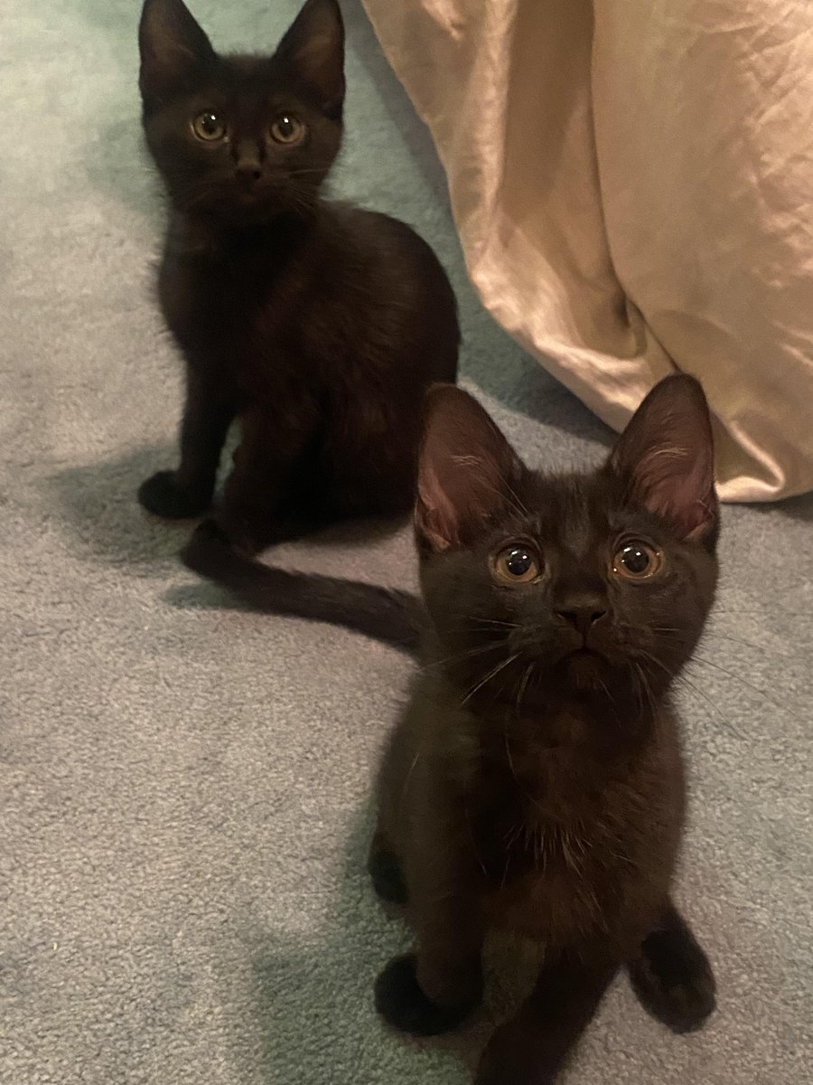 michaelscat2's tweet photo. Just adopted cats for the first time. Do I need to wash them occasionally? I’ve only ever had dogs lol. Also around how old do these two look? https://t.co/4mnGjfnPkt