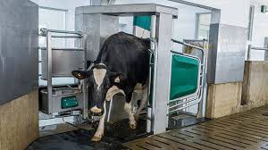 Shane McAuliffe 🐷✈️ tweet media