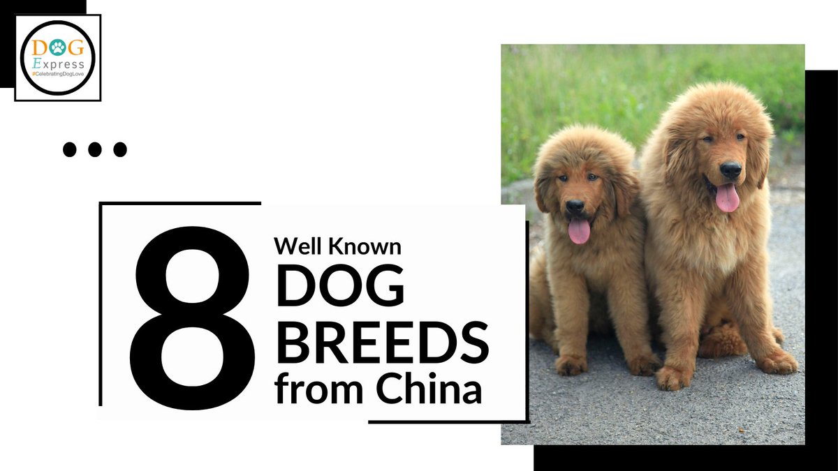 Dog_express's tweet photo. Here is the list of 8 well-known dog breeds from China 👇

https://t.co/qxkUmd14V5

#Dogexpress #Dogbreeds #Doglovers #Dogoftheday #Celebratingdoglove #Ilovemydog #Doglove #Petlove #Dogsarelife #Tibetanterrier #Pekingese #Chinesecrested #chinesedogs #Dogbreedsfromchina https://t.co/nE5ZLE35rH