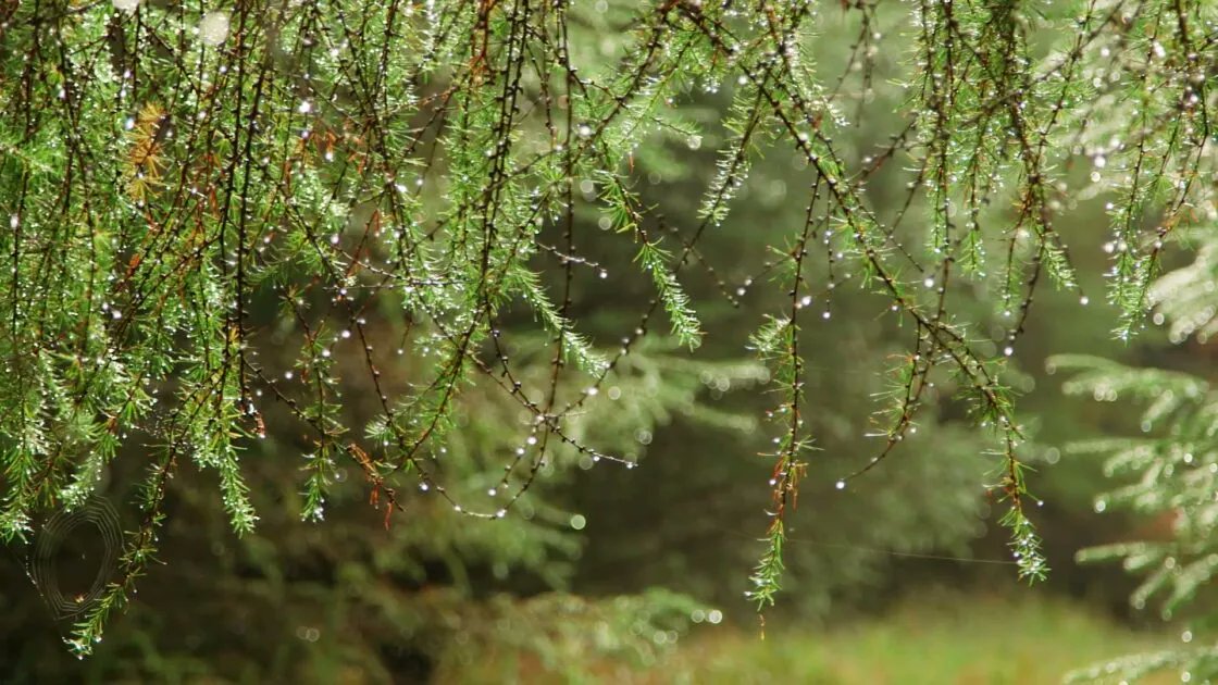 WOWF_Live's tweet photo. Sustainability sits at the center of modern forest architecture. Modern foresters work hard to support native wildlife and plants, whilst maintaining a continuous supply of timber. #WOWF #timber #sustainability #green https://t.co/Nfset2YTZR https://t.co/mPEcoMMXH6
