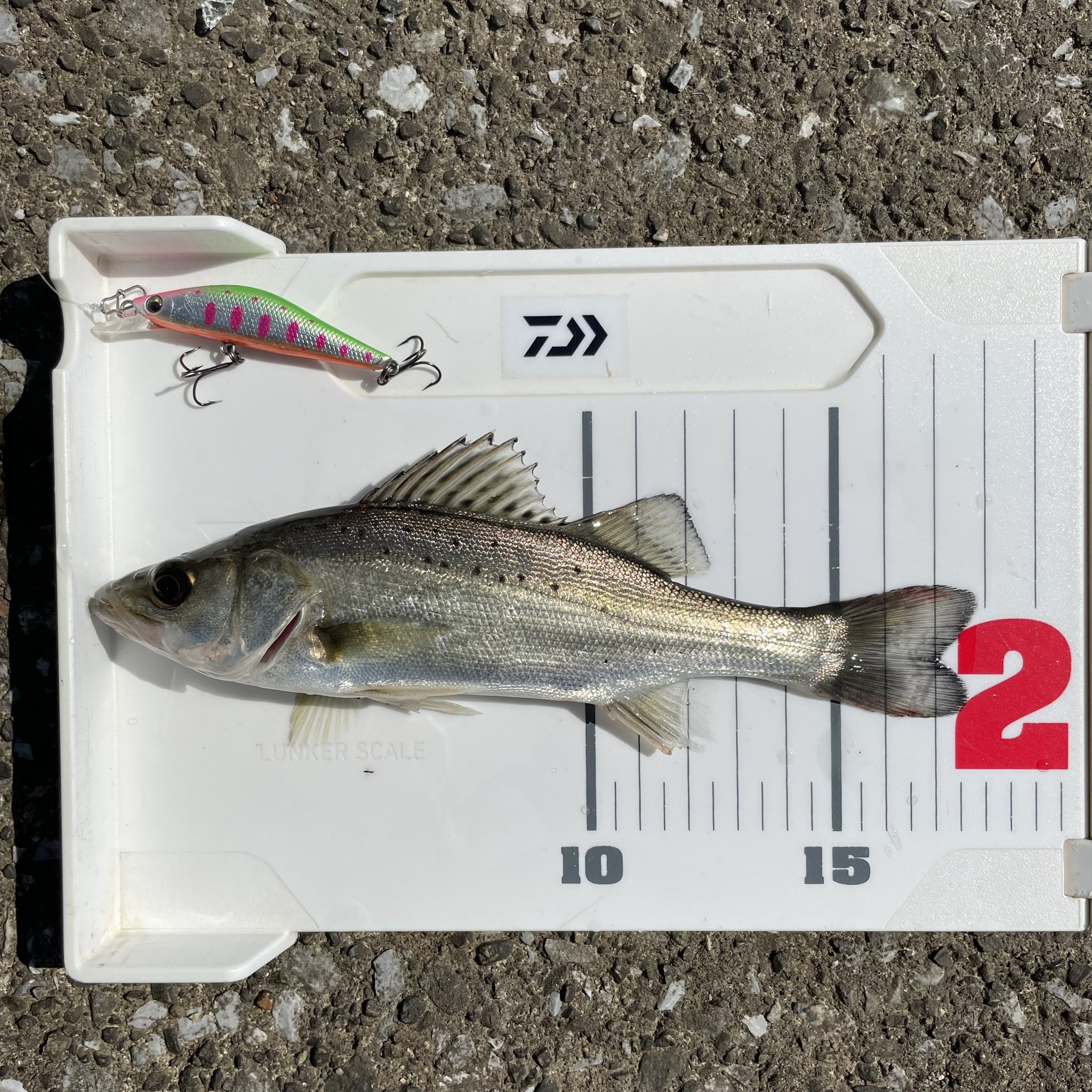 シーバス 引退 シーバスルアー 引退品 シーバスルアーまとめ売り シーバスルアー