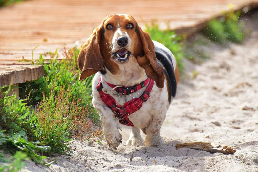ParkscapeSA's tweet photo. Dogs just love #TokaiForest - it's their #happyplace. And happy dogs make for happy people.
#urbangreenspace #urbanforest #PeopleAndConservation #healthandwellbeing
https://t.co/Ya6AMkAZZU
@JacqMaraisPhoto @TableMountainNP @ThePeoplesPost @se7en_hoods @Brucecapetown https://t.co/0d1hPkXK2o
