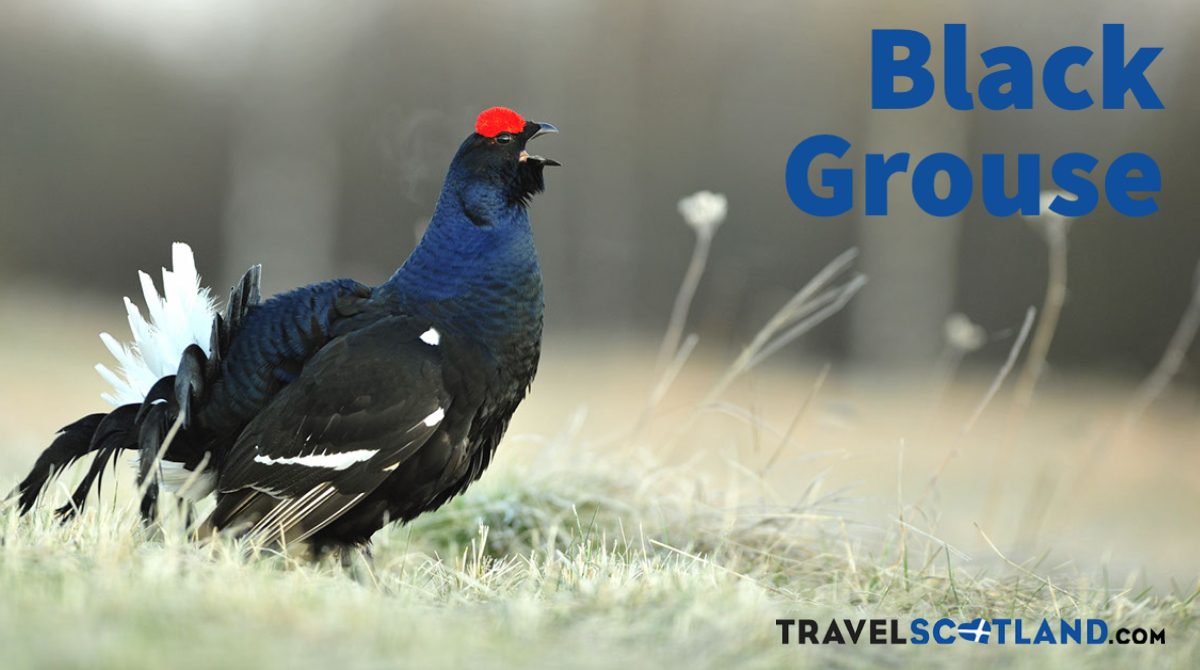 Travel Scotland tweet media