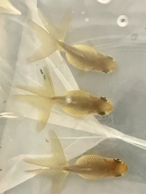 今年の春に飼っていた金魚が☆になってしまったので今年の夏は金魚がいない寂しい夏だったけどついにお迎えしてしまった。一歳魚の浜錦。まだ色も上がってきていないのでどんな色になるのか楽しみだし浜錦は一度育ててみたいと思っていたのでご縁があって嬉しい〜! 