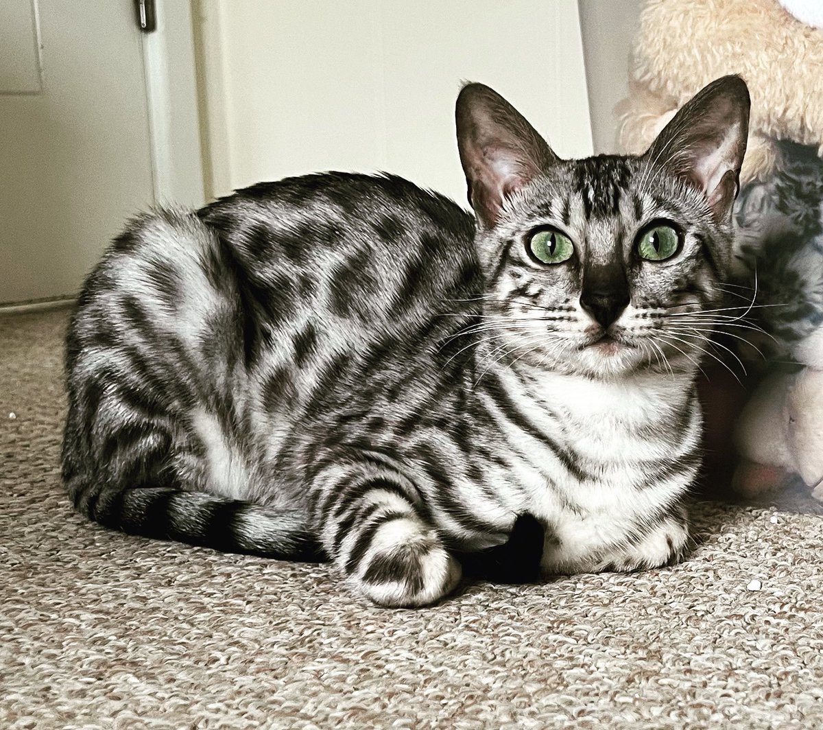 Gotta love the silver Bengal! Evie the #bengalkitten