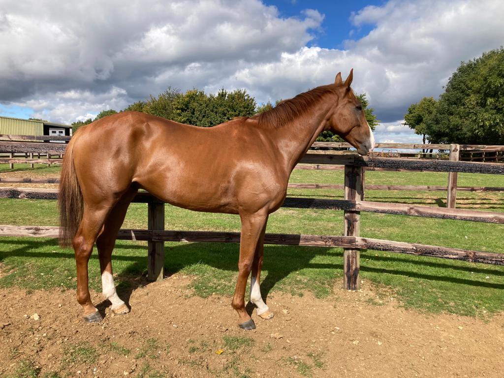 Neil King (@neilkingracing) on Twitter photo Lookaway looking good after his first piece of work this morning Lookaway looking good after his first piece of work this morning