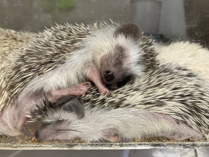 ハリネズミ 高画質 のtwitterイラスト検索結果