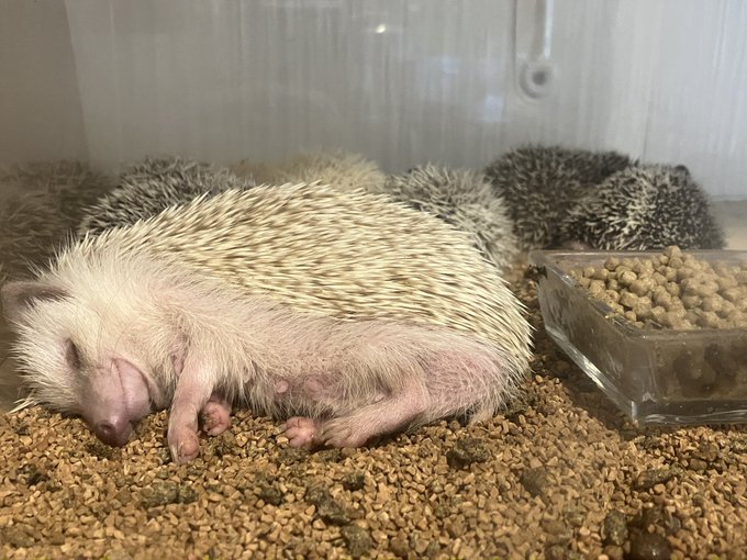 ハリネズミ 高画質 のtwitterイラスト検索結果