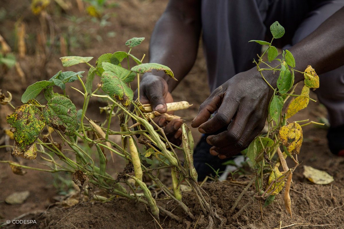 La #agricultura Climáticamente Inteligente es una de las soluciones para fomentar el desarrollo rural en #Angola ¿Quieres saber cómo? ➡️codespa.org/blog/2022/09/1…