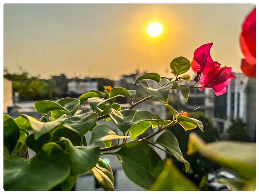 #PhotoOfTheDay #photography #ShotOnIPhone13 #delhi #dilli #sunsets