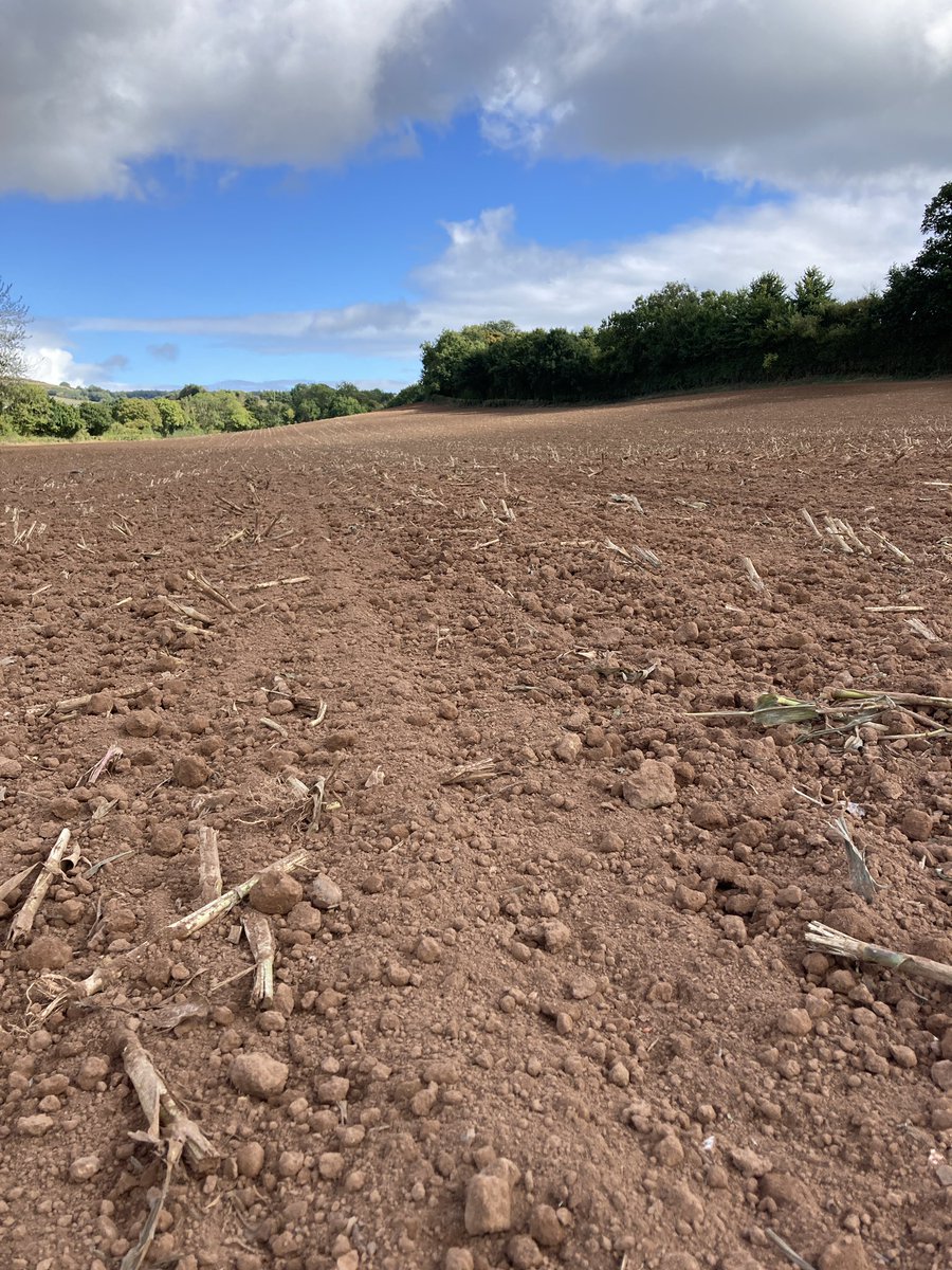 ChanterTom's tweet image. Maize off and cereals going in. And so we roll the dice once more….