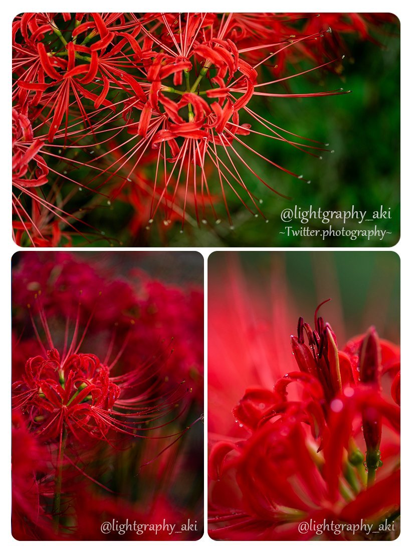 lightgraphy_aki's tweet photo. ✧*｡Flowers collection｡*✧

濡れることで
深みを増す色がある✨

2022年9月下旬 雨
macro105mm
f3.3 / f4.2(右下)

#ヒガンバナ
#リコリス https://t.co/fhl9QrPFeW