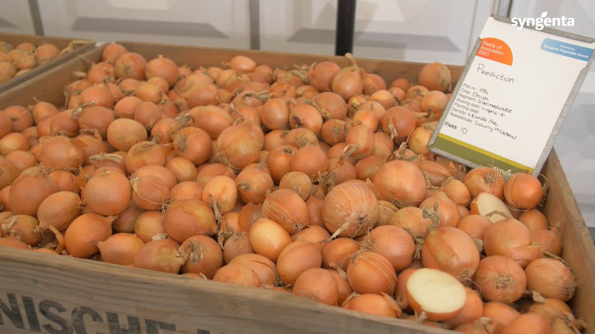 Syngenta on Twitter "🧅 Onion From red to yellow, early harvesting to