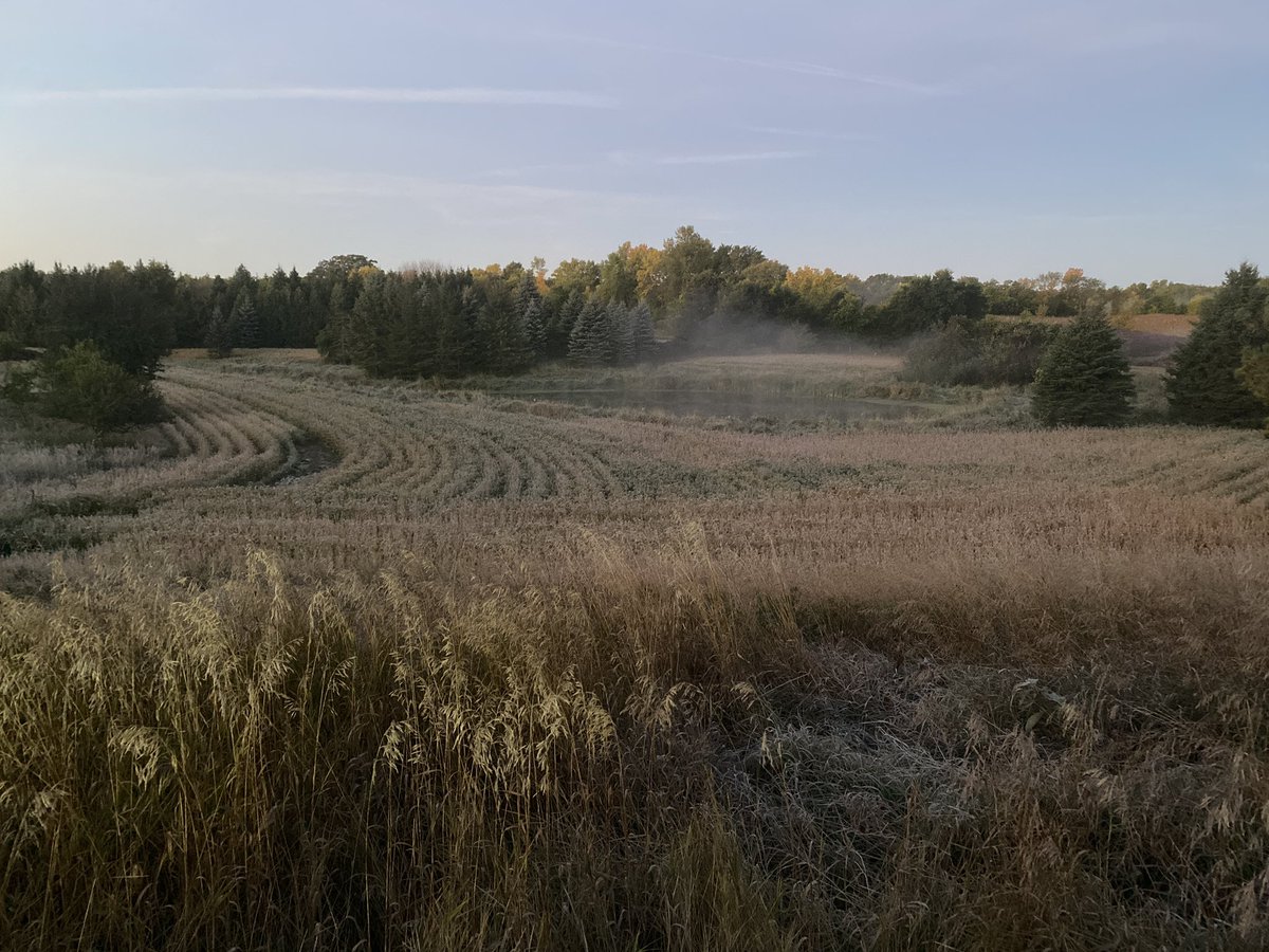 First frost, that should help finish the beans here.