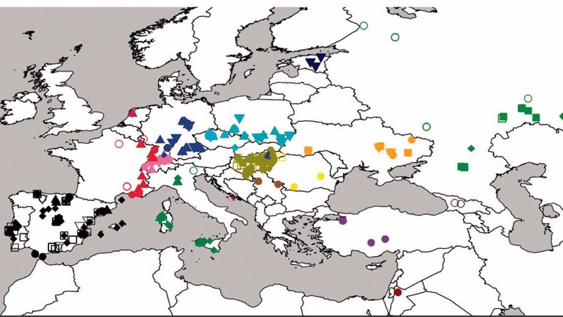 AnnalsofHumanBiology (@annalshumanbio) on Twitter photo From the Special Issue ‘Reconstruction of the human peopling of Europe: a genetic insight’:
Male-driven Steppe migration into Central Europe had a considerable impact on the genetic makeup of the Bronze Age European populations <a href="/GabrieleScorran/">Gabriele Scorrano</a>
tandfonline.com/doi/full/10.10… From the Special Issue ‘Reconstruction of the human peopling of Europe: a genetic insight’:
Male-driven Steppe migration into Central Europe had a considerable impact on the genetic makeup of the Bronze Age European populations <a href="/GabrieleScorran/">Gabriele Scorrano</a>
tandfonline.com/doi/full/10.10…