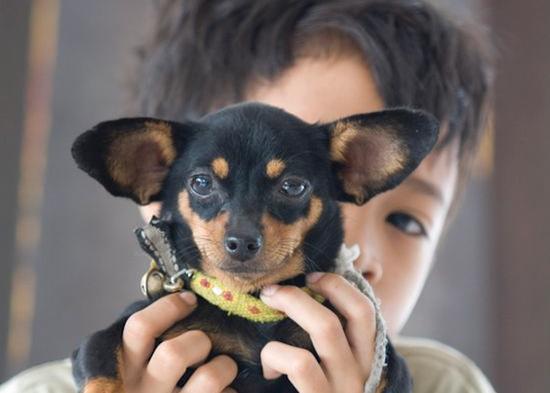 Can_NTDs's tweet photo. C'est aujourd'hui la #JournéeMondialeContreLaRage! Apprenez à prévenir la rage chez l'homme et à la contrôler chez les chiens et autres animaux grâce à une approche #UneSeuleSanté, avec ce cours en ligne gratuit de l'Organisation mondiale de la santé: https://t.co/fygoXr4KrY https://t.co/HwFhpyWDRp