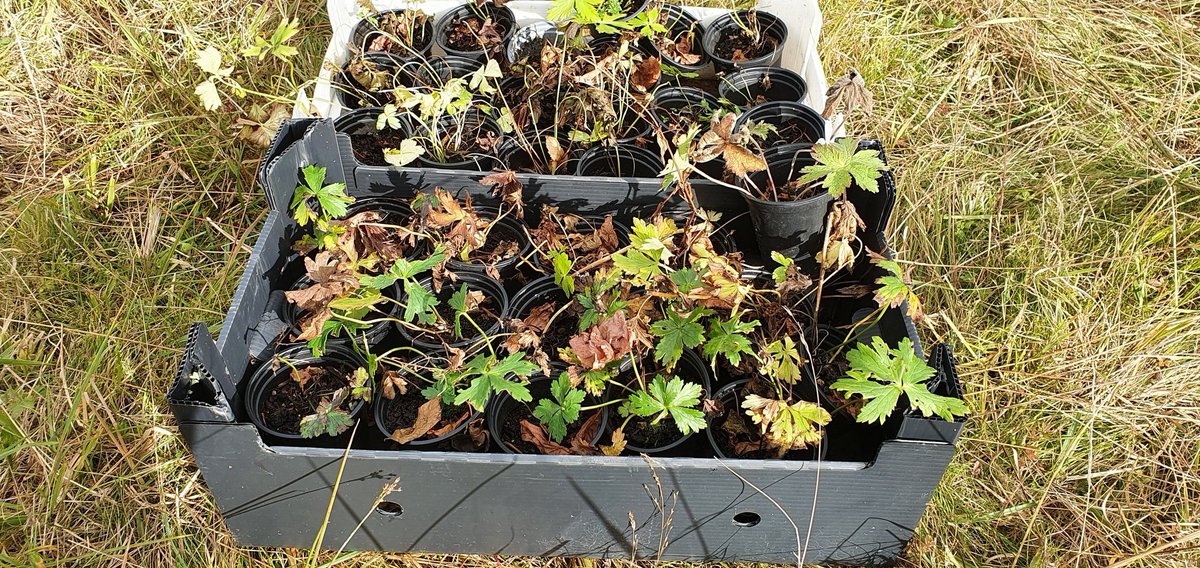 WildLakeland's tweet photo. Currently planting Globeflowers into some rather nice fellside mire grassland. Seeds collected locally by @leeinthelakes, grown myself and then cared for by the landowner. Proper species conservation!
#LakeDistrict #Globeflower #Trollius #Conservation https://t.co/uzqoWdAhan