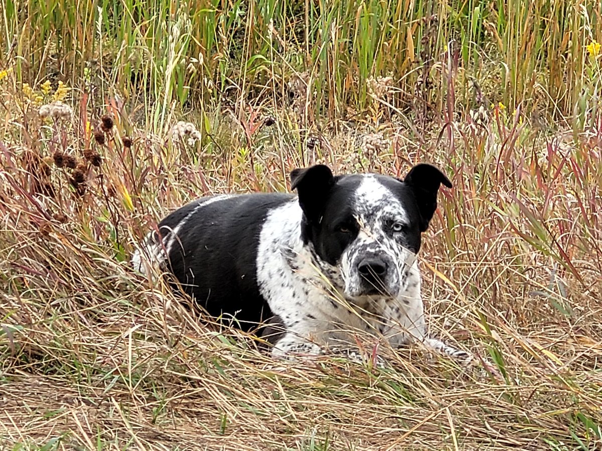 Lurking in the undergrowth the spotted cheetah sights its prey. What? I can so be a cheetah if I want to Mom. #DogsofTwittter #dogs #wednesdaythought #cheetahdog