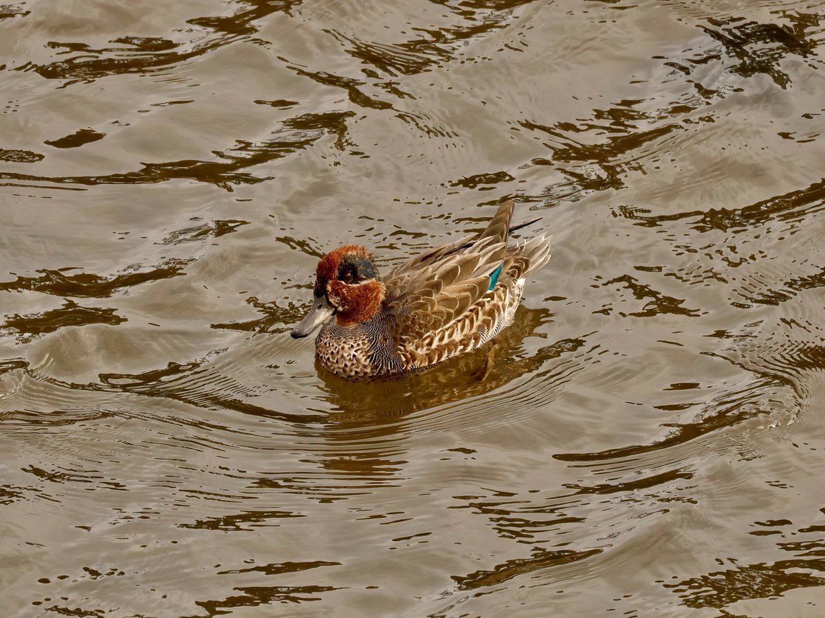 TomCadwallender's tweet image. Perhaps not looking it’s best, but this drake Teal is making its way through #eclipes on the Aln Estuary and will be a stunner! ⁦@NTBirdClub⁩ ⁦@NEE_Naturalist⁩ ⁦@_BTO⁩