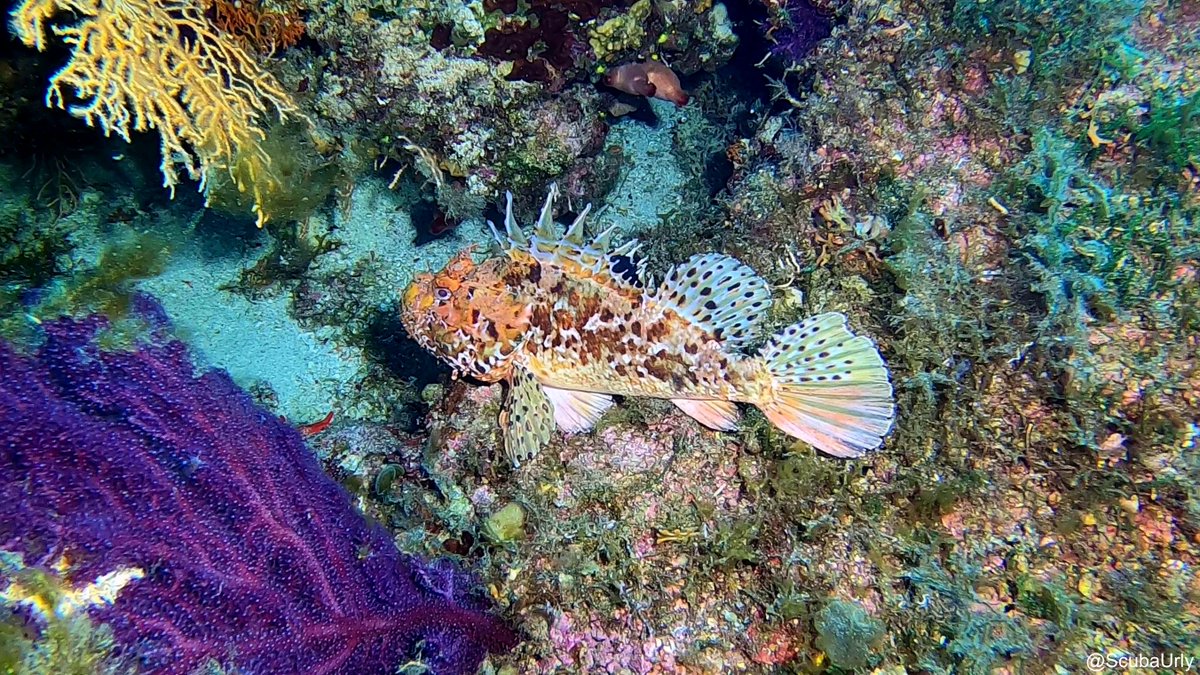 ScubaUrly's tweet photo. Colorful Scorpionfish. 🐠
#scuba #diving #scubadiving #ocean #uwphotography #underwater #fish #scorpionfish https://t.co/XKtKdT5V2N