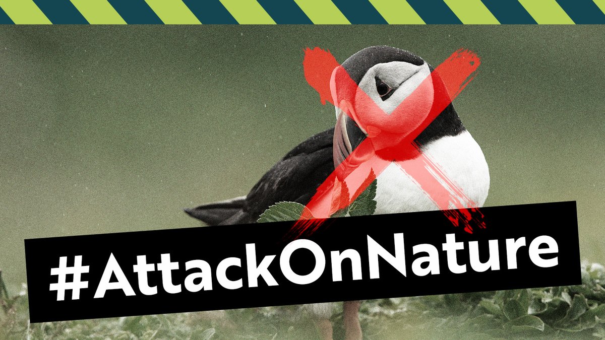 Natures_Voice's tweet image. 🚨📣 We are angry!

The UK Government has launched an #AttackOnNature.

We have one simple request - tell your MP how you feel by joining our e-action: bit.ly/AttackOnNature…