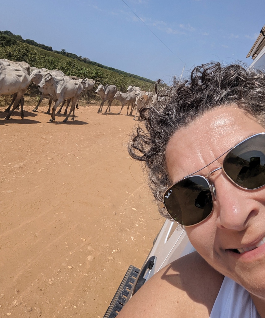 SnowAndCurt's tweet photo. Caught in a LEGIT COW JAM out down here in Brazil! Head on over to YouTube to see this and to see what we are getting into down here! https://t.co/N43MGxoNON

#vanlife #snowandcurt #fulltimetravel https://t.co/gPCj23oWRy