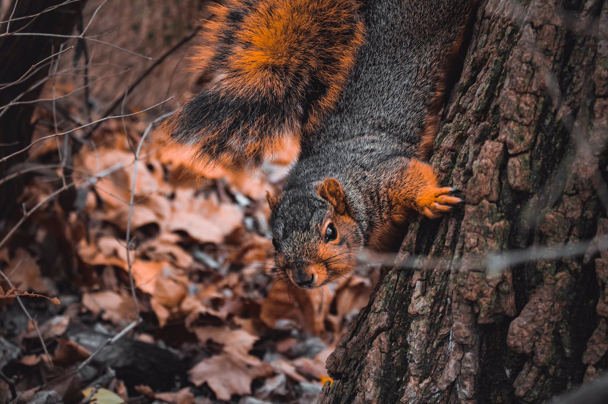 itslucasb's tweet photo. Howdy! The internet sucks 
Here’s some squirrels 
#wednesdaythought #photography #naturelovers #wildlife #Wednesdayvibe #squirrel https://t.co/BUBbMW9eCJ