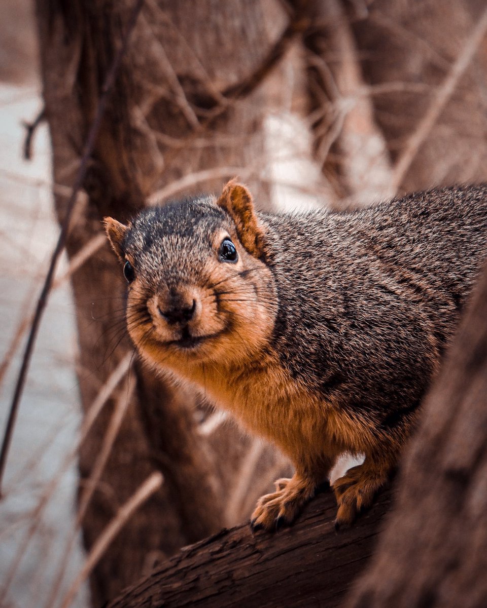 itslucasb's tweet photo. Howdy! The internet sucks 
Here’s some squirrels 
#wednesdaythought #photography #naturelovers #wildlife #Wednesdayvibe #squirrel https://t.co/BUBbMW9eCJ