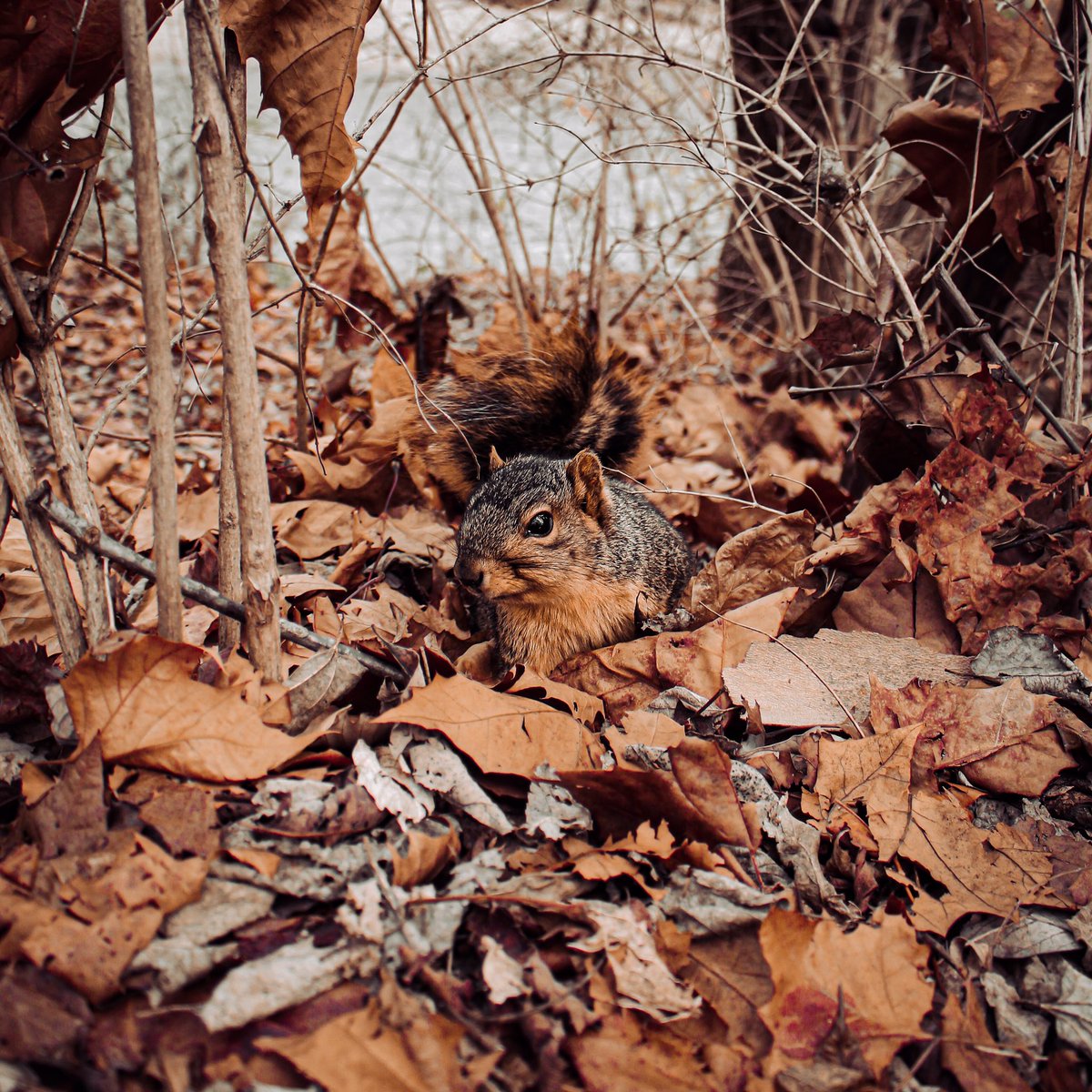 itslucasb's tweet photo. Howdy! The internet sucks 
Here’s some squirrels 
#wednesdaythought #photography #naturelovers #wildlife #Wednesdayvibe #squirrel https://t.co/BUBbMW9eCJ