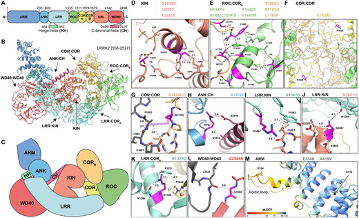 📢 New research study from Professor Dario R Alessi and colleagues <a href="/mrcppu/">MRC PPU</a>: Impact of 100 LRRK2 variants linked to Parkinson's disease on kinase activity and microtubule binding. #OpenAccess doi.org/10.1042/BCJ202…