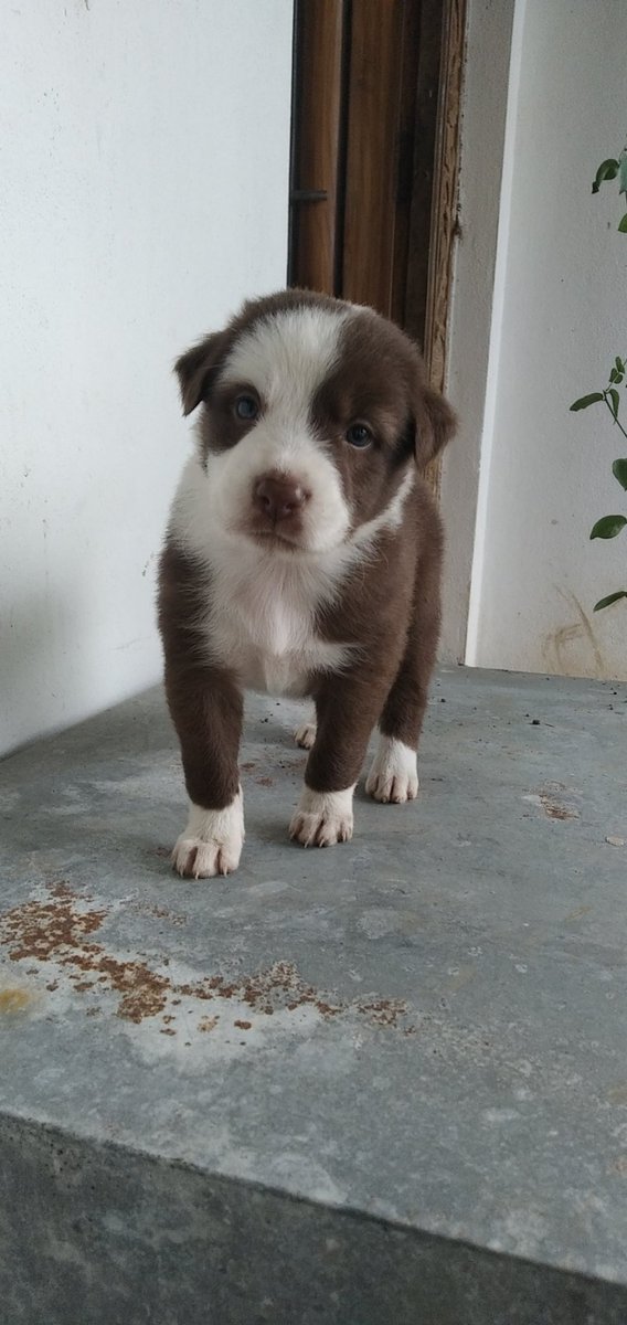 SHRI_1_1's tweet photo. Please Suggest a acchawala Name .. https://t.co/jp0UuO95Q0