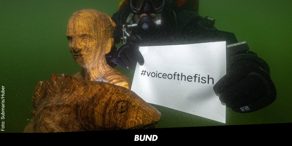 bund_net's tweet photo. Die Ausbeutung u. Zerstörung unserer #Meere geschieht unter der Oberfläche, ungesehen u. ungehört. Hören wir auf die Stimme der Fische u. überdenken wir unsere Verbindung zum Meer. BUND Kunstaktion #VoiceOfTheFish startet heute in #Kiel. ▶️ https://t.co/xsqwDuX1n2 @OceanUnger https://t.co/ebK22Ejxs5