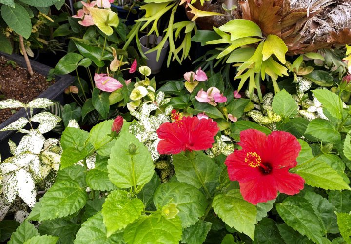 ハイビスカス展