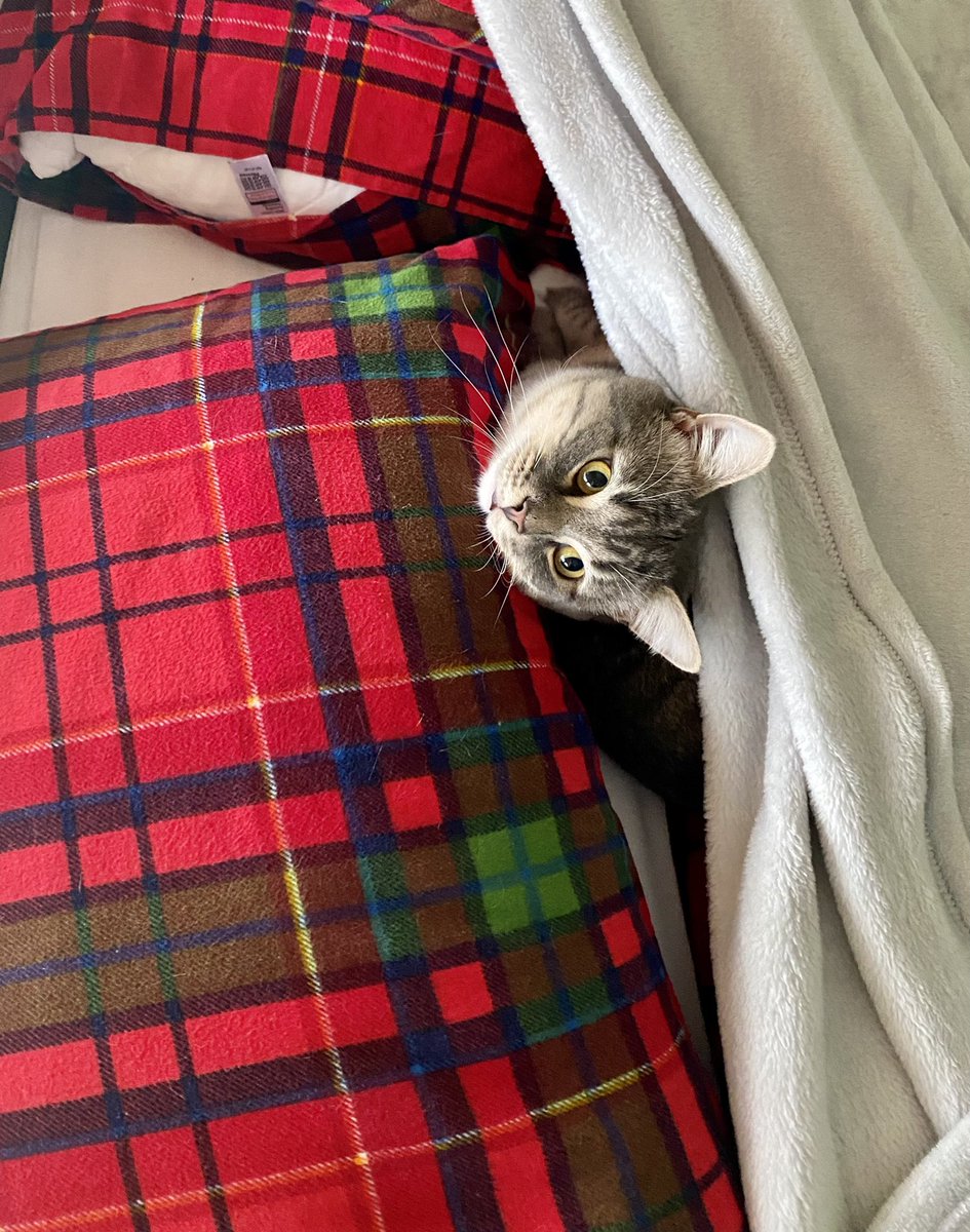 Sproutminicat's tweet photo. silly daddy just panicked as he couldn’t find me - he was checking everywhere - I think he even swore at one point…#CatsOfTwitter #CatsOnTwitter https://t.co/nF04GOi09P