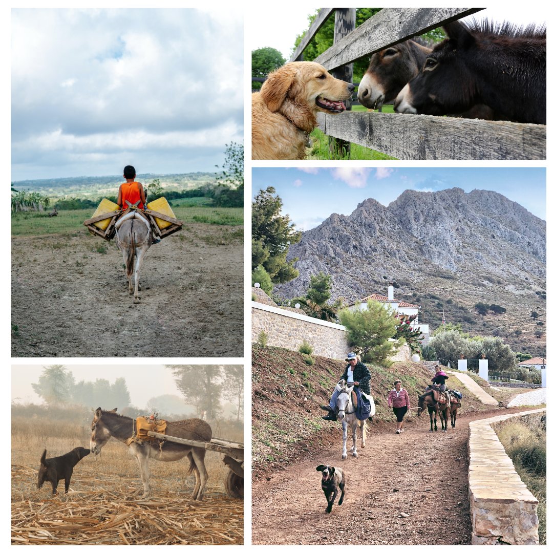 TheBrooke's tweet photo. Animals form a critical part of our community, through companionship, work, & ecological stability. Vaccinating dogs can help protect all animals in communities from rabies, & with these efforts, #animalhealthsystems can be strengthened for a better life for all. #WorldRabiesDay https://t.co/zG5oEPqRyH