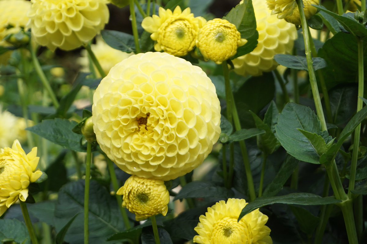 Gill H-M tweet media