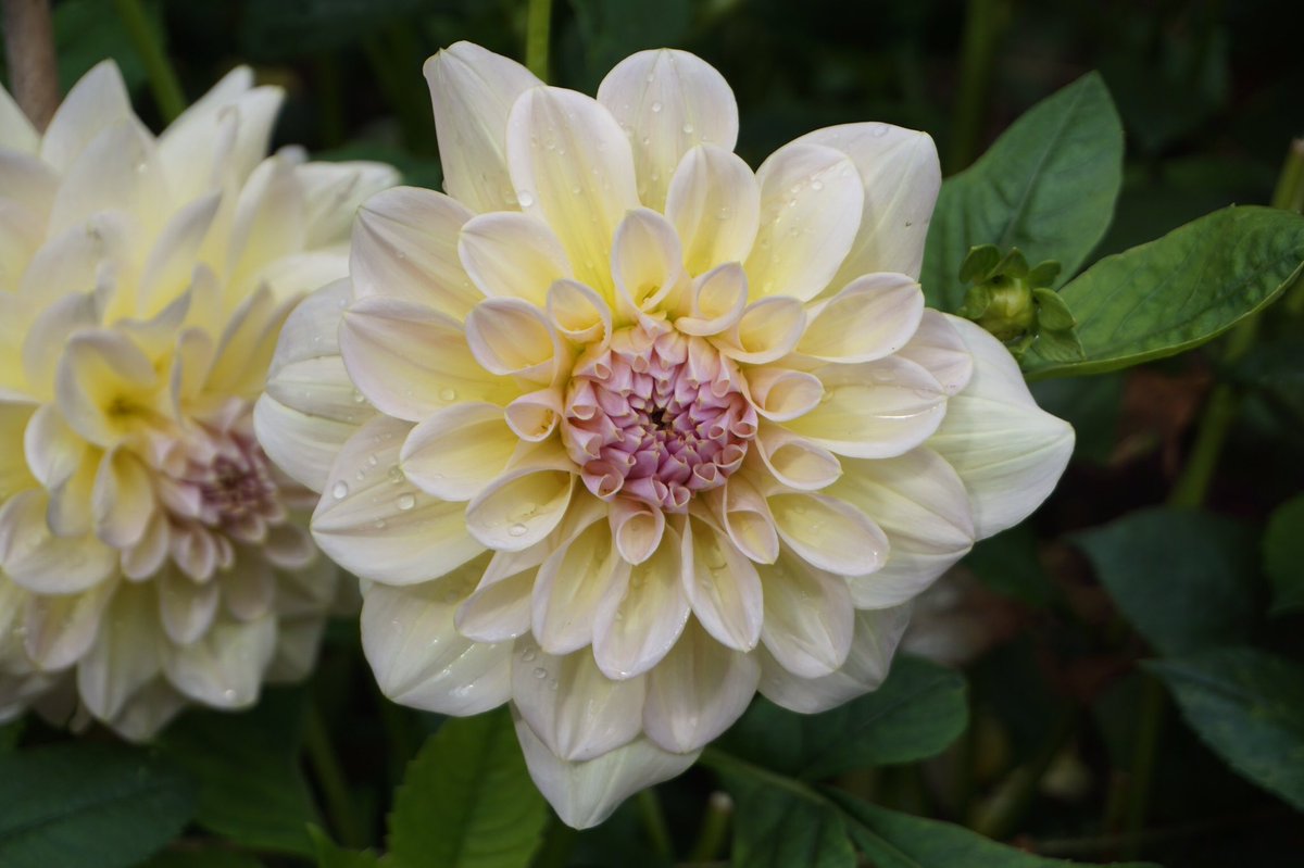 Gill H-M tweet media