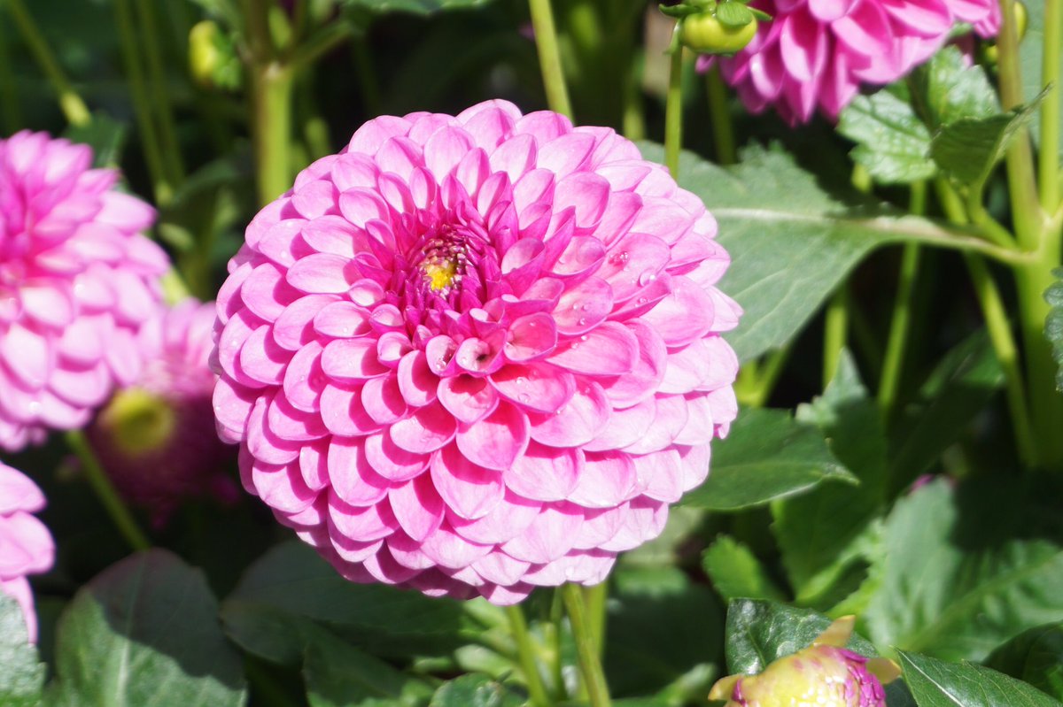 Gill H-M tweet media