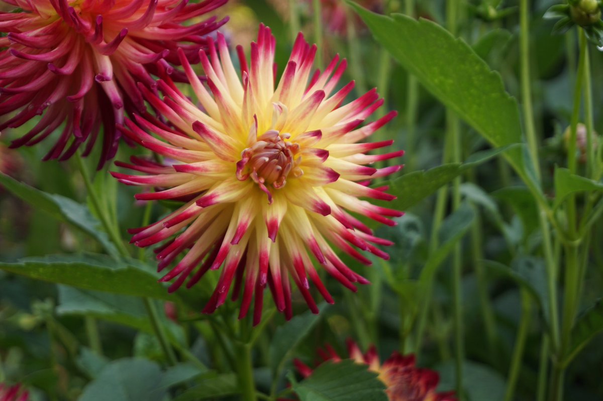 Gill H-M tweet media