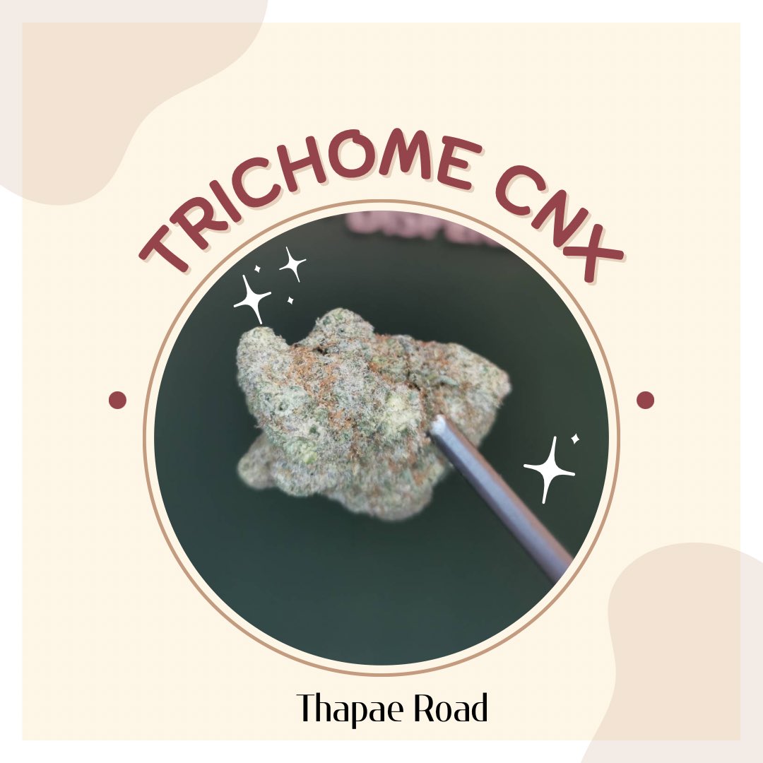 TrichomeCnx's tweet photo. Delivery 🛵🚚

#cnx #cafe #คาเฟ่เชียงใหม่ #คาเฟ่  #เชียงใหม่ #chiangmai  #thapeagate  #fun   #relax #cnx #cafe #คาเฟ่เชียงใหม่ #คาเฟ่ #พร้อมส่ง #เชียงใหม่ #chiangmai #ส่งฟรี #ท่าแพ #ประตูท่าแพ #thapaegate #thapae #cannabis #changmoi #trichomecnx https://t.co/wulw5xZBvP