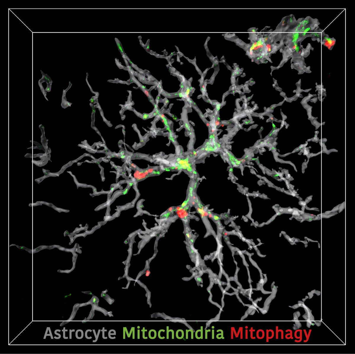 MRC PPU (@mrcppu) on Twitter photo Exciting Industry-funded postdoc position in <a href="/LabGanley/">Ganley Lab</a> and <a href="/miratul_neuro/">Miratul Muqit</a> labs to understand #mitochondria biology in #neurodegeneration models. Come join us and learn cool methods in mitochondrial isolation and mass spectrometry ppu.mrc.ac.uk/careers/recrui… Exciting Industry-funded postdoc position in <a href="/LabGanley/">Ganley Lab</a> and <a href="/miratul_neuro/">Miratul Muqit</a> labs to understand #mitochondria biology in #neurodegeneration models. Come join us and learn cool methods in mitochondrial isolation and mass spectrometry ppu.mrc.ac.uk/careers/recrui…