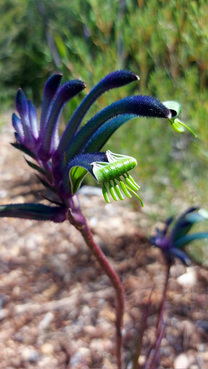 'Masquerade'
- Anigozanthos hybrid -
Blue kangaroo paw ♡