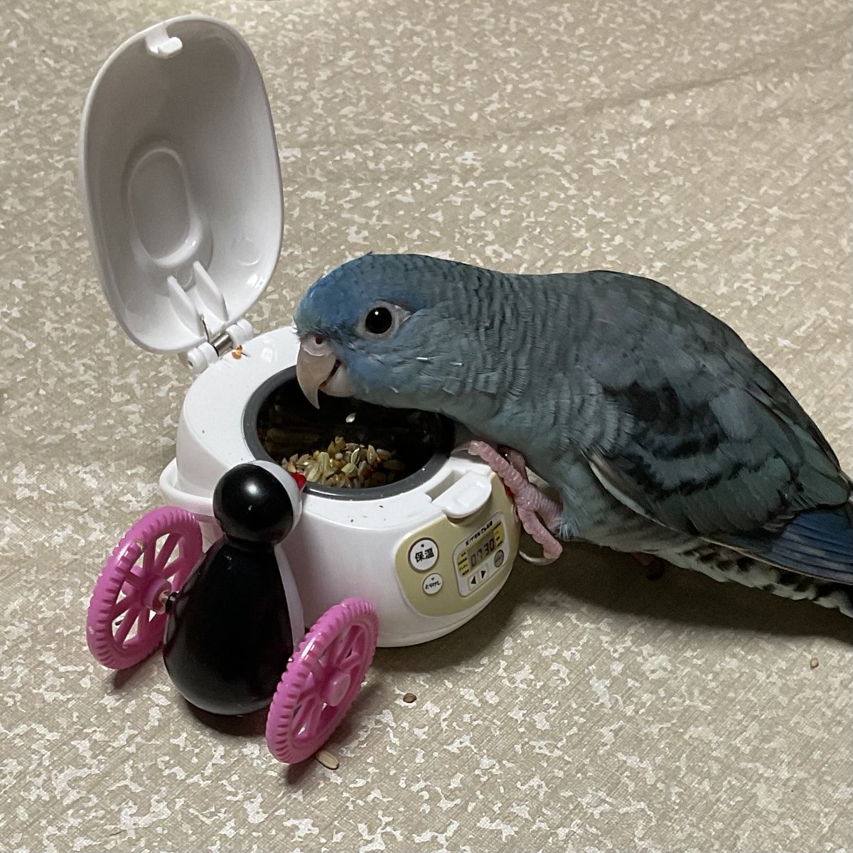 hn_buncho's tweet photo. 盗み食い中🦜 https://t.co/jrKbrbtgI4